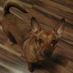 Fotka od hlídačky Martina 