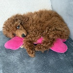 Fotka od hlídačky Sandra 